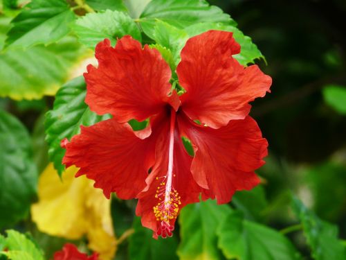 flower hibiscus bali