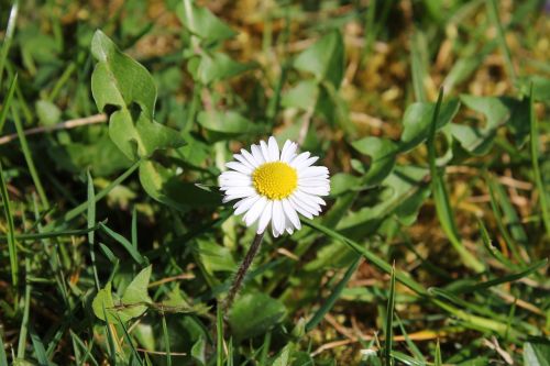 flower daisy nature