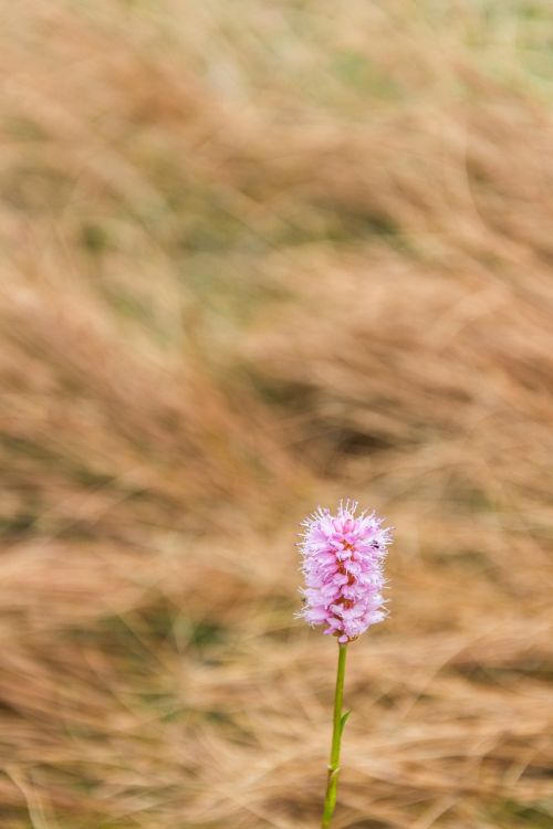 flower pink grass