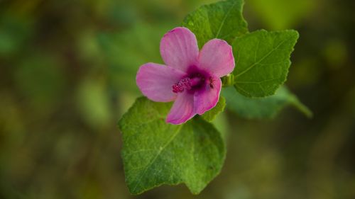 flower vietnam colorful