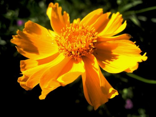 flower orange yellow
