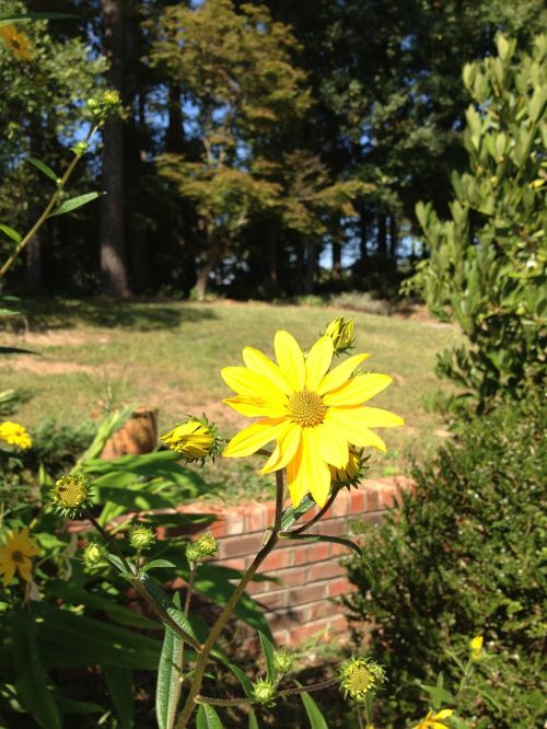 flower daisy floral