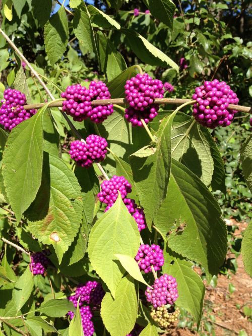 flower botanical garden purple flowers