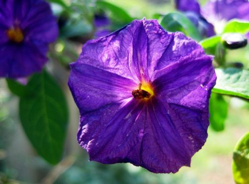 flower purple geometric shape