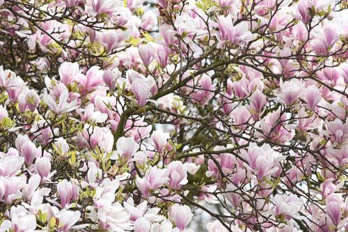 flower pink magnolia