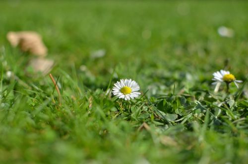 flower nature wild flowers