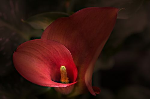 flower anthurium blossom
