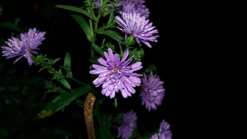 flower nature drops