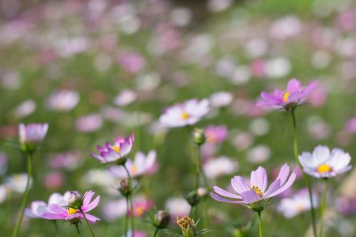 flower canton wetlands