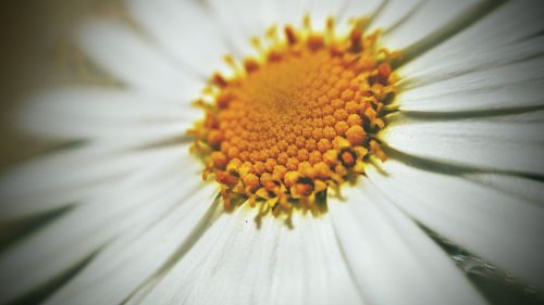 flower yellow white