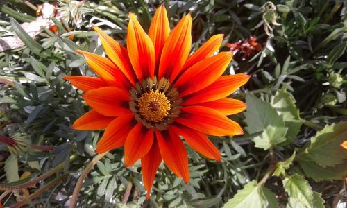 flower gazania close-up