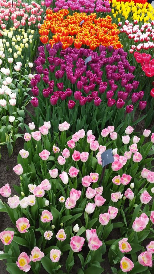 flower tulips nature