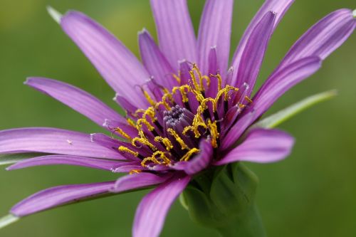 flower purple macro