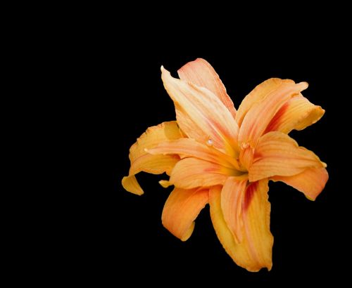 flower lily orange