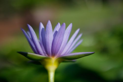 flower waterlily purple