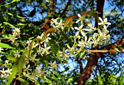 flower neem azadirachta indica