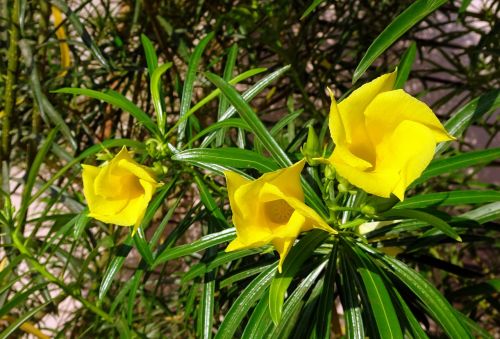 flower oleander yellow