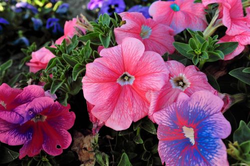 flower tropical tropical flowers