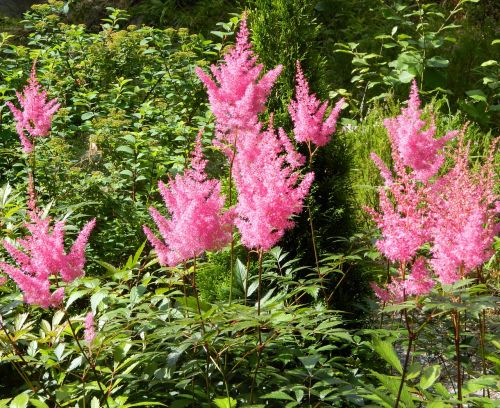 flower plant pink