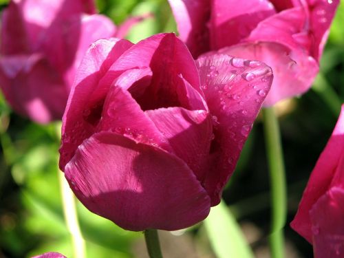 flower tulip raindrop