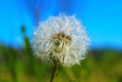 flower dandelion nature