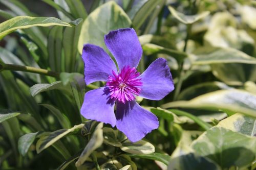flower violet flowers