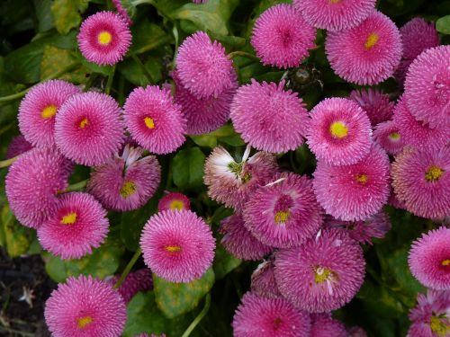 flower nature daisies