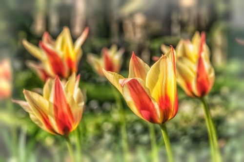 flower tulip spring