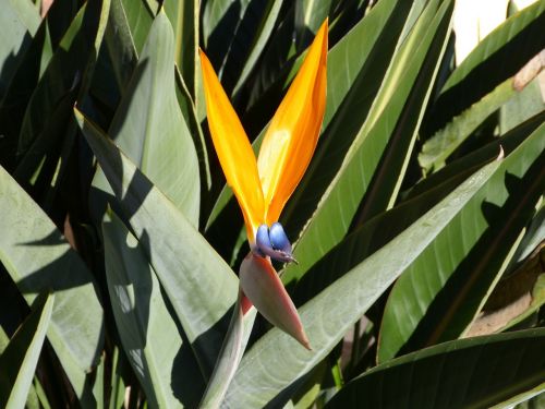 flower leaves plant