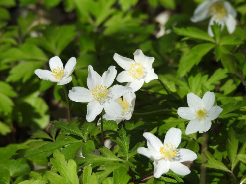 flower white nature