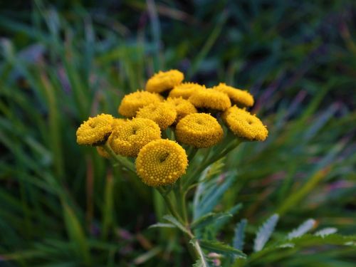 flower green yellow