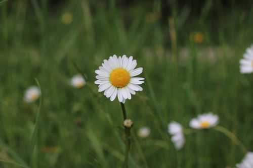 flower plant close