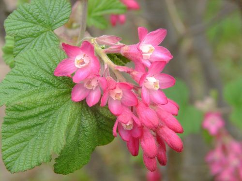 blossom bloom bud