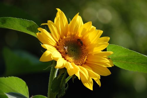 flower nature yellow flower