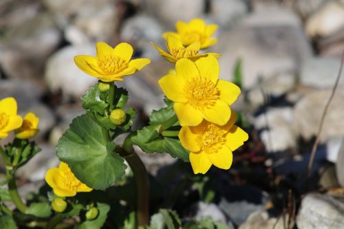 flower nature yellow flower