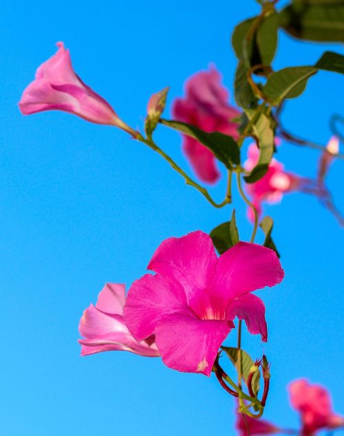 flower spring azalea pink