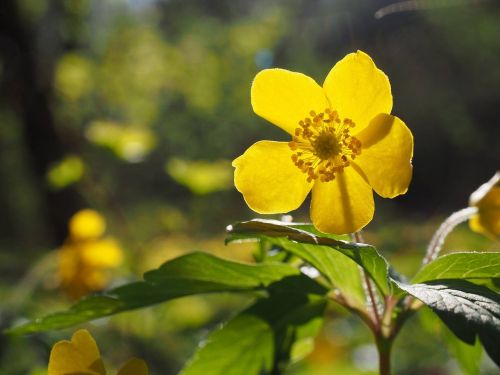 flower yellow wood anemone hahnenfußgewächs