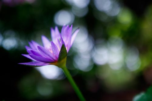flower water lily purple