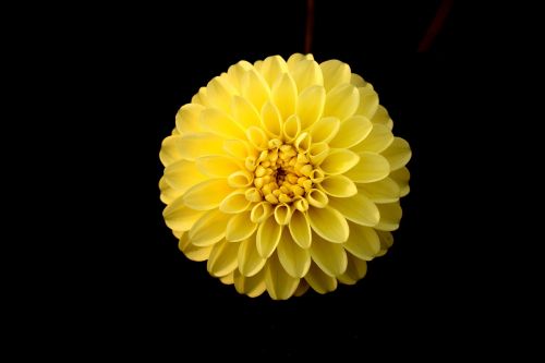 flower yellow dahlia
