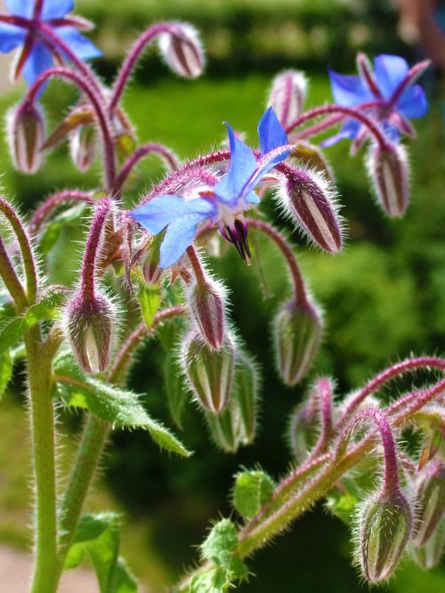 flower plant blue