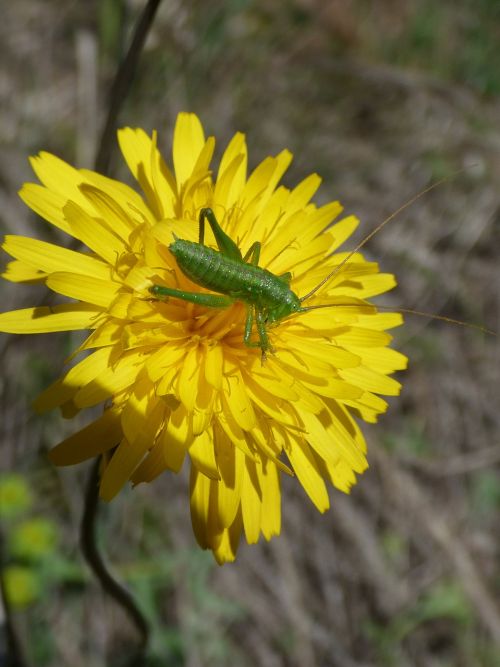 flower green grasshopper small