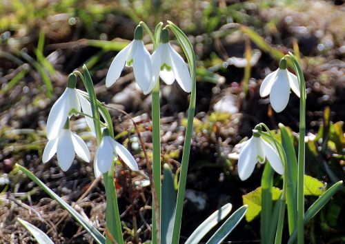 flower snowdrop galanthus