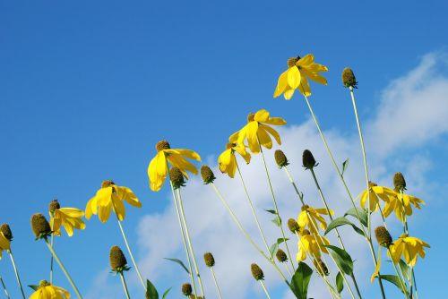 flower yellow sunlight