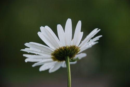 flower bouquet white