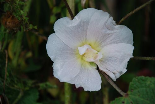 flower white rose