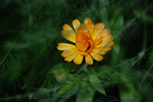 flower yellow rose