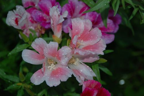 flower pink rose