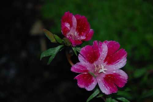 flower pink rose