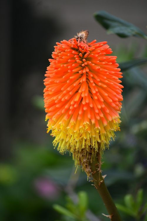 flower kniphofia flora