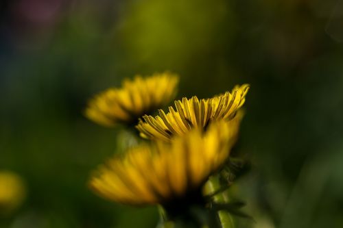 flower yellow dandelion